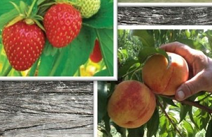 LouAllen Farms - strawberries, Peaches
