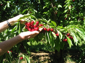 Blue Hills Berries and Cherries - cherries