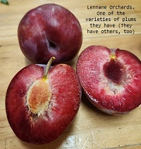 Lennane Orchards, Montacute, SA plums