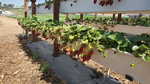 Tanaka Farms
