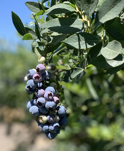 Vitctoria Island farms blueberries