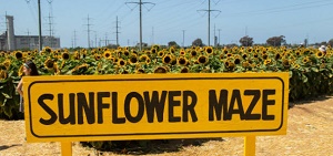 CA-sandiego-carlsbad-sunflower-maze