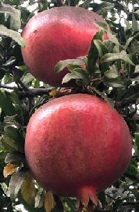 Harris Orchards