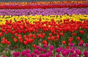 Marche' aux Fleurs - pick your own tulips
