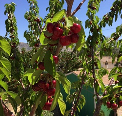 Cherry Blossom Farms