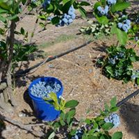 Hansen's Blueberry Farm -