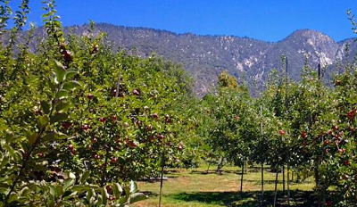 Riley's Apple Farm & Log Cabin Farm - U-Pick Apples, Raspberries, U-Press Cider, Hayrides,