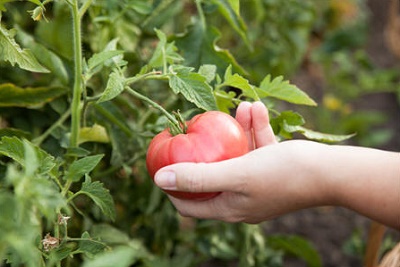 Jack Creek Farms - Uses natural growing practice