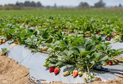 Gizdich Farm - apples, blackberries, boysenberries, olallieberries, raspberries (Spring, red), strawberries