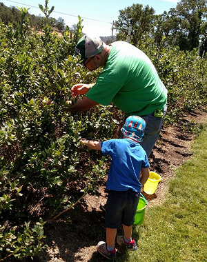 Lazy Valley Ranch - u-pick blueberries