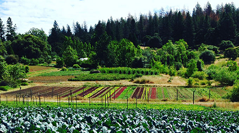 Riverhill Farm - vegetables