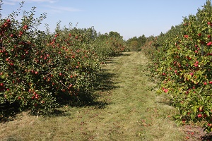 saskatoon farms alberta pickyourown email apples edmonton canada area pick attracted ardrossan 2b7 2782 berries acres t8e fax protected three