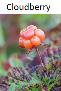 Cloudberry