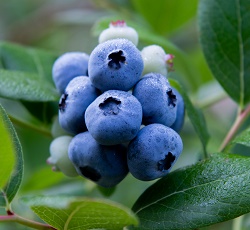 Benneett Orchards blueberries