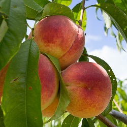 Benneett Orchards Peaches