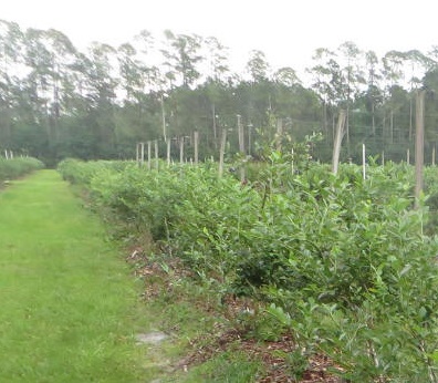 Southland Berry Plantation - blueberries