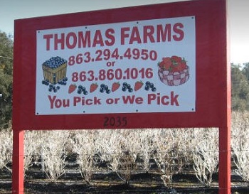 Thomas Farms - blueberries