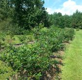 Blue Sky Berry Farm