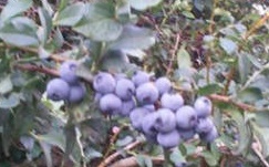 Blueberry Springs -