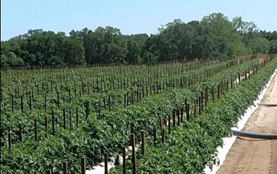 Jackson Farms - Tomatoes, Peppers,