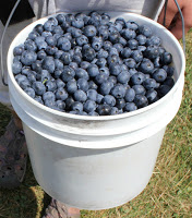 Florida Best Blueberry Farm