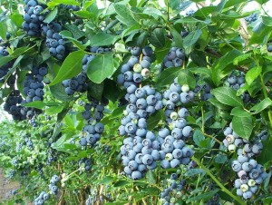 The Blueberry Farm, Lafayette, GA