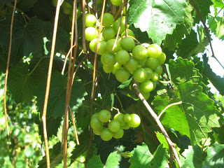 Margaret's Grove Vineyard muscadine grapes