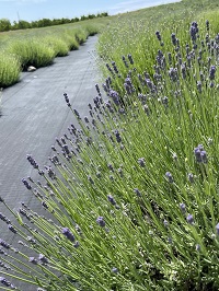 Lightwell Lavender