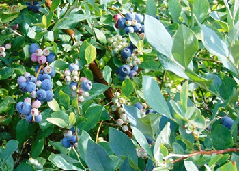 Pinetop Farm - Blueberries, Christmas trees