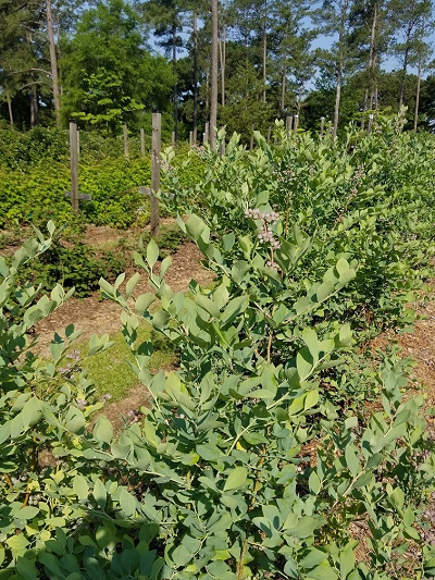 Rabbit Ridge Nursery - PYO blueberries