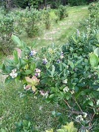Merrybrook blueberries NH