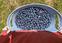 Merrybrook blueberries NH