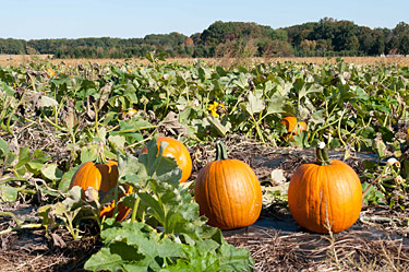 Stults Farm - pumpkins; Hay rides; 