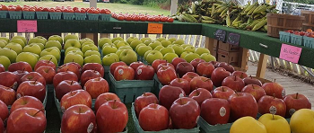 Farmer Jack's Christmas Trees/ Halloween/Home Grown Produce