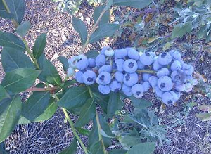 Blueberries Alive - Stehli Farm