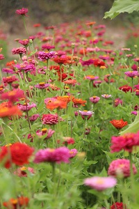 Rustic River Flowers