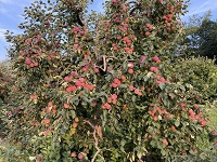 Northill Orchard corn maze, pumpkins and PYO apples