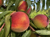 Northill Orchard peaches, pumpkins and PYO apples