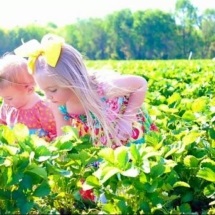 Cottle Strawberry Farm, SC