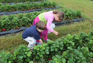 King's Market - strawberries, Vegetables, Peaches