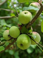 TN Berry Farm apples