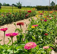 Houston Area Of Texas Houston Area Of Texas U Pick Farms Find A