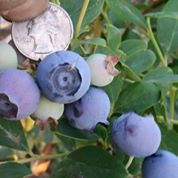 Tabitha Max Blueberry Farm - blueberries,