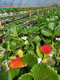 H Starwberry Farm
