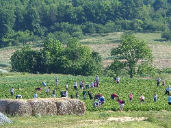 Critzer Family Farm - pick your own strawberries and peaches