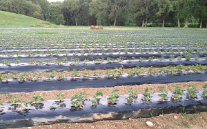 Middle Fork Farm - strawberries, U-pick and already picked