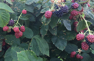 Bell Acres Blackberry Farm -Blackberries, Day Lilies, sweet corn
