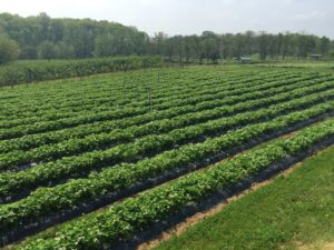 Mackintosh Fruit Farm - apples, asparagus, apricots, beans, beets, blackberries, blueberries