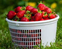 Yoders' Farm strawberries