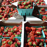 Church Hill Produce - blueberries, raspberries (Autumn, red), raspberries (yellow), raspberries (black), strawberries,